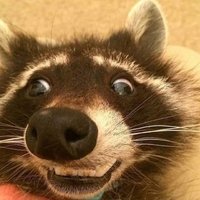 1970s Rat King (@pajamapepper) 's Twitter Profile