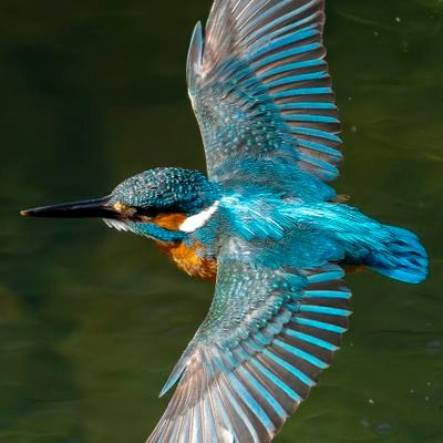 趣味で写真を撮っています。
【撮影ジャンル】
風景写真/野鳥/季節の花や山野草/うさぎ/人物など
ポートレートの撮影依頼はDMまで✉️
うさぎモデルも募集!
https://t.co/zc264U3i6N
📸 SONY α7IV と🫑 Nikon Z9 🫑