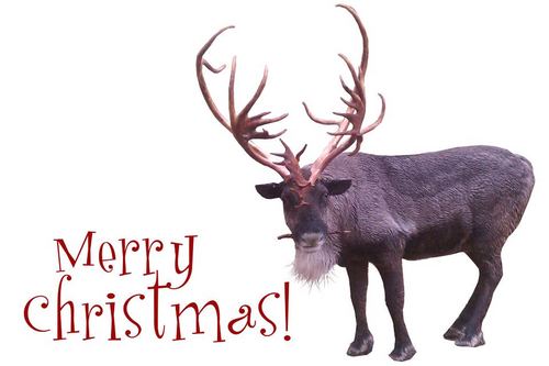 See Santa's reindeer live! at http://t.co/8kssse6Px8