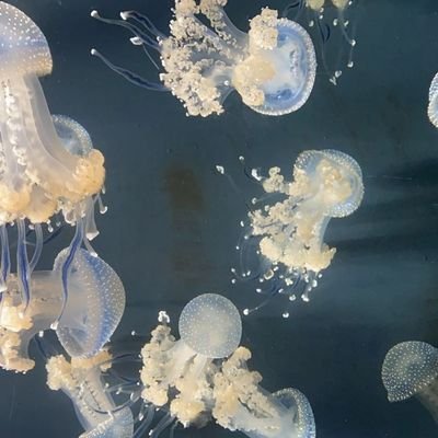 melianeedsmone's profile picture. مليارات النجوم في السماء
ومع ذلك ، أنت تلمع ألمع في كوني