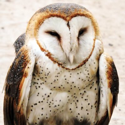 LootMyHoot73730's profile picture. 