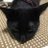 suzuchan_17's profile image
