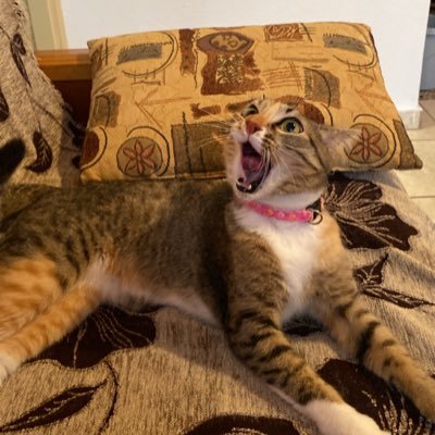 peachykwn's profile picture. 