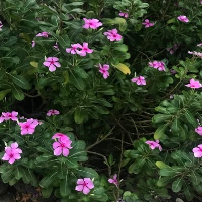 Sesela_laza's profile picture. 