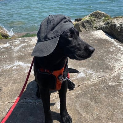 daisyandbowie's profile picture. you can cut all the flowers but you cannot keep spring from coming 🌷