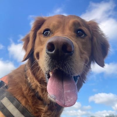 Le_ZINGPIN's profile picture. Cymru 🏴󠁧󠁢󠁷󠁬󠁳󠁿 loves the dogs and loves the rugby I does 🤜🤛