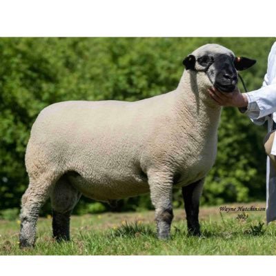 JoeSophie2021's profile picture. Breeding Hampshire Down Pedigree Sheep F13 and HampTex tups. MV Accredited, Scrappie Monitoring, Signet Recorded, CT Scanning