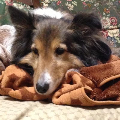 Sora_dog1112's profile picture. 犬と韓国好き