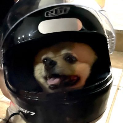 dezincanelafina's profile picture. Cogite sempre a possibilidade de ser apenas uma meta-ironia