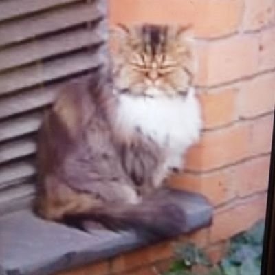 mouma31420's profile picture. 🌻🥥🍇🌊
Demokrat
He/Him