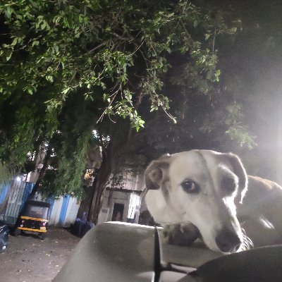 KJ221994's profile picture. 