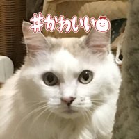 かわいいみーちゃんに世界一愛されている下僕(@not_ika) 's Twitter Profile Photo