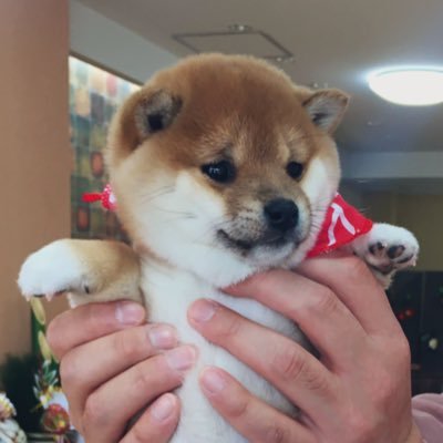 🎂2021年11月27日🎂まんまるベビーフェイスと素敵な笑顔が特徴的な人が大好き柴犬ガール♀🐕 /柴犬/시바견 /shiba /YouTubeもよければどうぞ▶︎https://t.co/XtbwXLc1sW