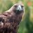 PromoHawkBets's profile image