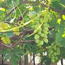 Aron Kumar - @AaronKumarDas2 - Twitter