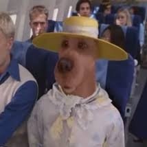 baxterrrrrrrrrr's profile picture. dog food lid