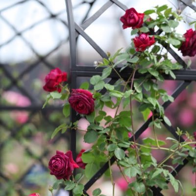 19s_tickereien's profile picture. RICE🌾社会の分断を煽らない政治を応援したい無党派 ◎現在は公明党推し