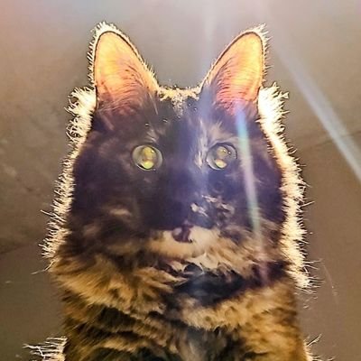 xnx6's profile picture. 猫とバイクの可能性無限大。
Sauna/ Enduro/ OFF ROAD BIKE/
 Yamaha YZ125X/TRRS ONE RR 300
All for cats,cats for cats.

インド赴任から帰国して毎日幸せ。