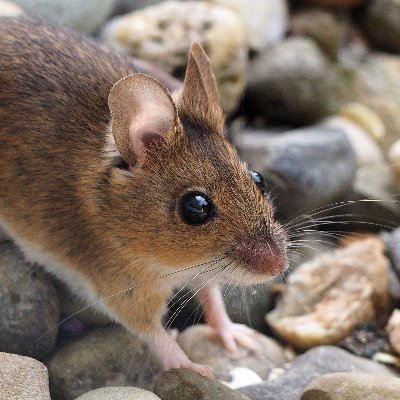 Jurastudent mit abgeschlossenem medizinischem Studiengang.