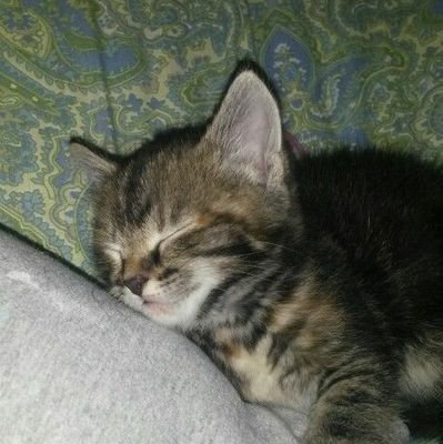 Adududu08's profile picture. Lakukanlah apa yang ingin kamu lakukan🌿