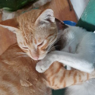 miawwning's profile picture. dump acc - admin 🤡