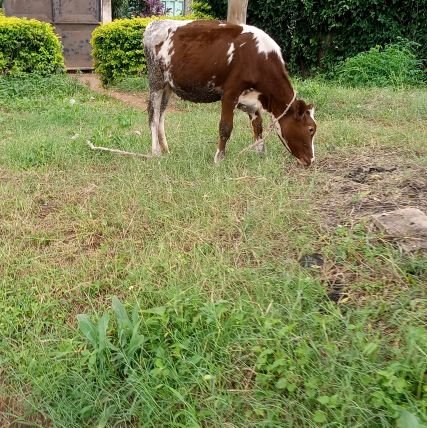 Fun Life Farmer🐖🐄🌽🥜🇹🇿