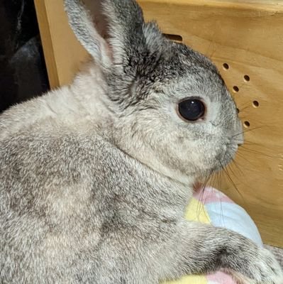 rabi_1st's profile picture. 🐰ラビ♂12歳5ヵ月で2025.4.23🌈高齢うさぎについて皆様のツイートから学ばせていただきました。心から感謝申し上げます。たくさんの応援もありがとうございました。