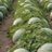 ASattar0345's profile image