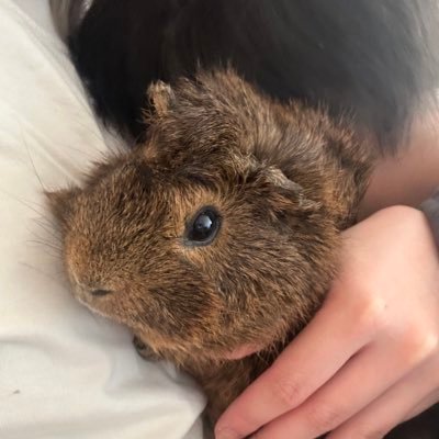 moco86516's profile picture. モルモット15（しらたま🌈、5月4日産まれラテベビー5匹は里親さんの元へ）もるおとたわしはこたままより引き取り🥰 ハリネズミ1、わんちゃん2、男の子2人のかあちゃんです🙋‍♀️無言フォロー、フォロバ失礼します🙇🏻‍♀️飼い主さん、動物大好きな方とたくさんお話、お勉強できたらと思ってます😄