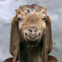 shaban nayopa❤️ Memecoin (@shebnayopa) Twitter profile photo