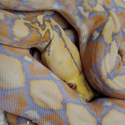 JustASnakeLover's profile picture. Human female
Hello! I am a 13 year old gender critical. I own two lizards, but i would like to own parrots, snakes and other reptiles in the future.