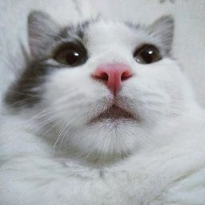 jacksonvu98's profile picture. 