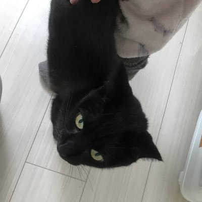 kishin666's profile picture. 猫飼ってる。 動物大好き。 成人済。腐。 好き→ガンダム。コナン。鬼滅。刀剣。黒バス。HQ。ワンピース。競馬。着物でお出かけしたい。
