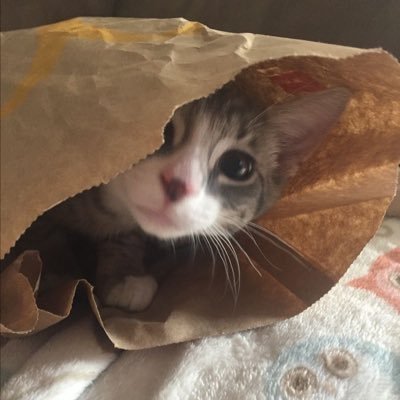 imbiwalol's profile picture. memang aku lop au