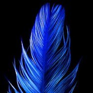 Feather (@cryptoniac1) 's Twitter Profile