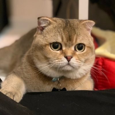 ฟุตบอล สุขภาพ ภาพยนตร์ ดนตรี อาหาร ทีวี ดนตรี เรื่องตลก หนังสือและวรรณคดี ข่าวทั่วไป วิทยุ ข่าวธุรกิจ