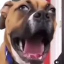 Ryan Heiner - @Boi26652 - Twitter