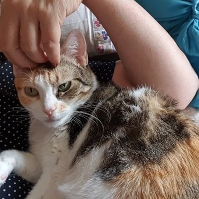 Ratsole's profile picture. cine libros lectura