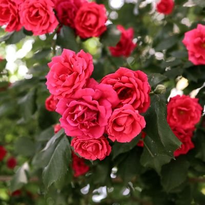 _Digression's profile picture. 흠냐링