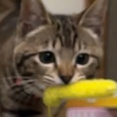 my_kr's profile picture. 猫おじさん