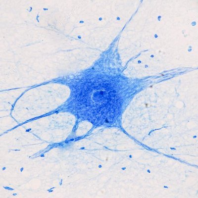 aineuroncell's profile picture. Biólogo