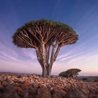 moonsdez's profile picture. 