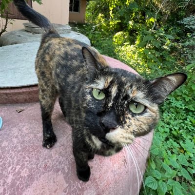 fanged_pandaa's profile picture. 