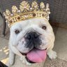 KingLok43786090's profile picture. Crazy English Bulldog of mischief 🐶follow me also on Instagram : loki_thedutchdoggyofmischief