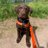 tailsofhuxley's profile image
