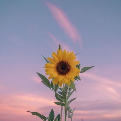 mawarrjinggaaa's profile picture. 