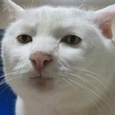 bateyca's profile picture. Do you, Be you.