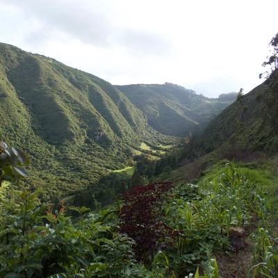 VolcanIlalo's profile picture. Promovemos la conservación y regeneración cultural y natural del Volcán Ilaló. Repositorio de Información.

📍Quito, Ecuador 
 ⛰️ Colectivo Ilaló Verde