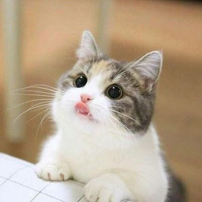 howto37626709's profile picture. ตอนนี้ไม่ได้นัด ไม่ได้คุย นะมีแฟนแล้วเล่นทวีตแค่อยากติดตาม lifestyle sex ของทุกคนงับ