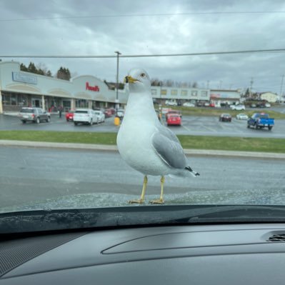 CodChowder's profile picture. 